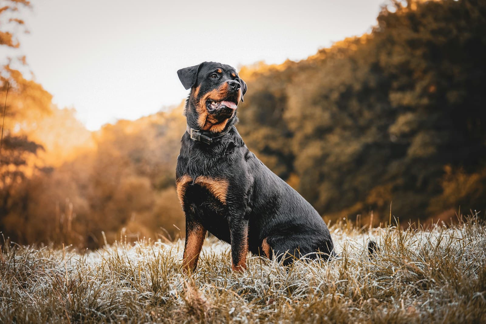 Rottweiler equipado con arnés táctico Sin Bozal